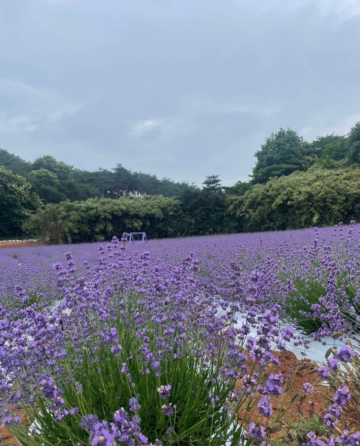 고창청농원 라벤더시즌