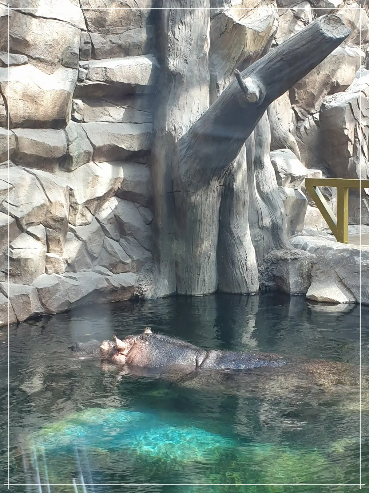 하식이-헤엄치기2