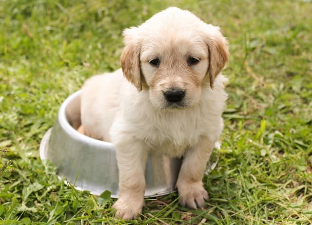 canine atopic dermatitis
