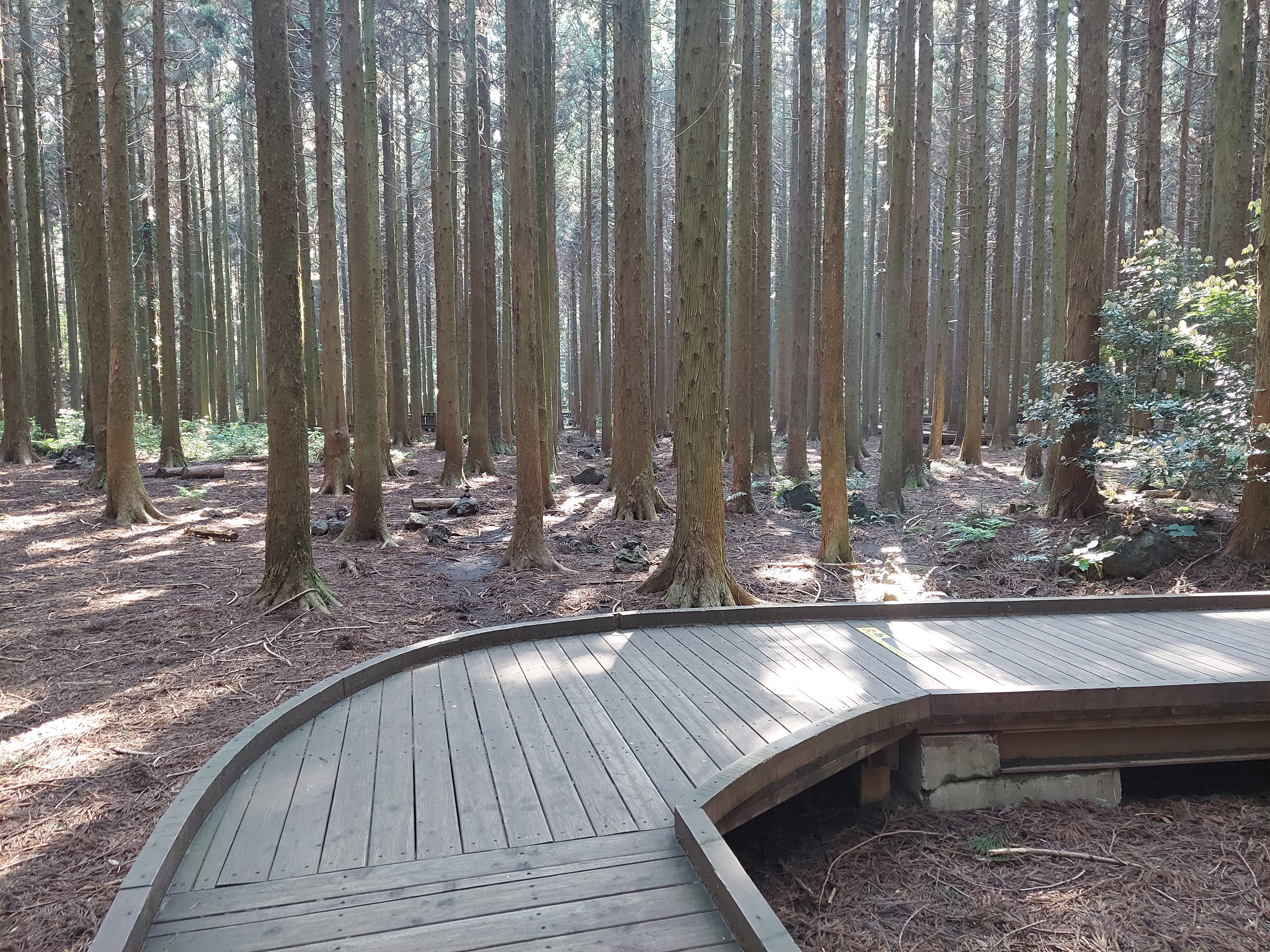 제주도 사려니숲길 산책길