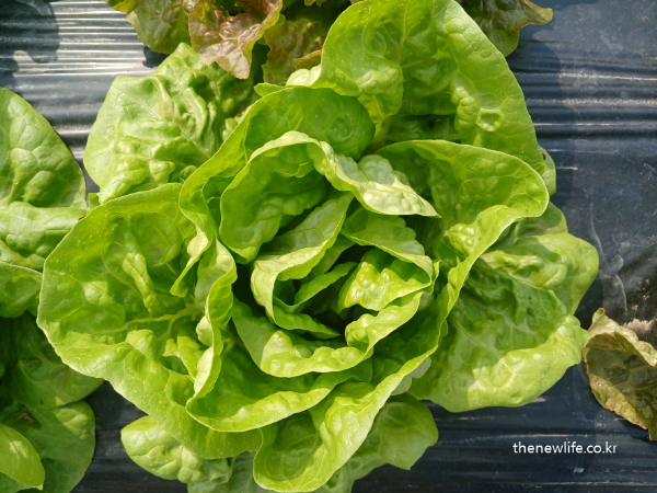 Close-up of a fresh butterhead lettuce with soft, folded leaves-부드럽고 접힌 잎이 특징인 신선한 버터헤드 상추 클로즈업