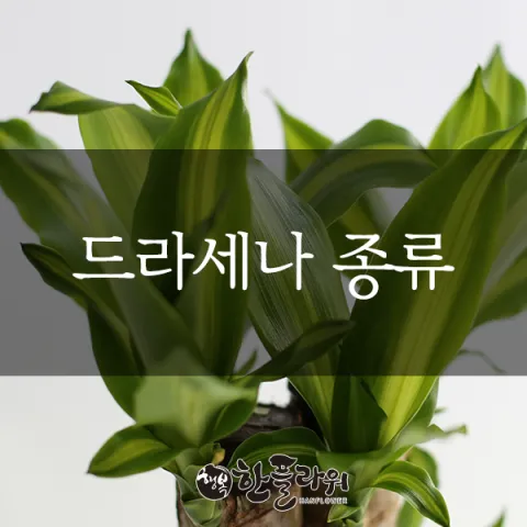 드라세나 키우기 물주기 가지치기 번식방법 흙배합 가이드_4