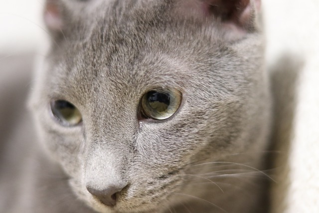 고양이 안구 건강 지키는 눈곱&middot;눈물 관리법