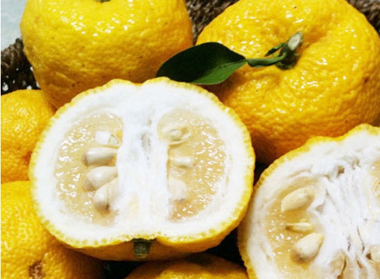 겨울 과일 종류