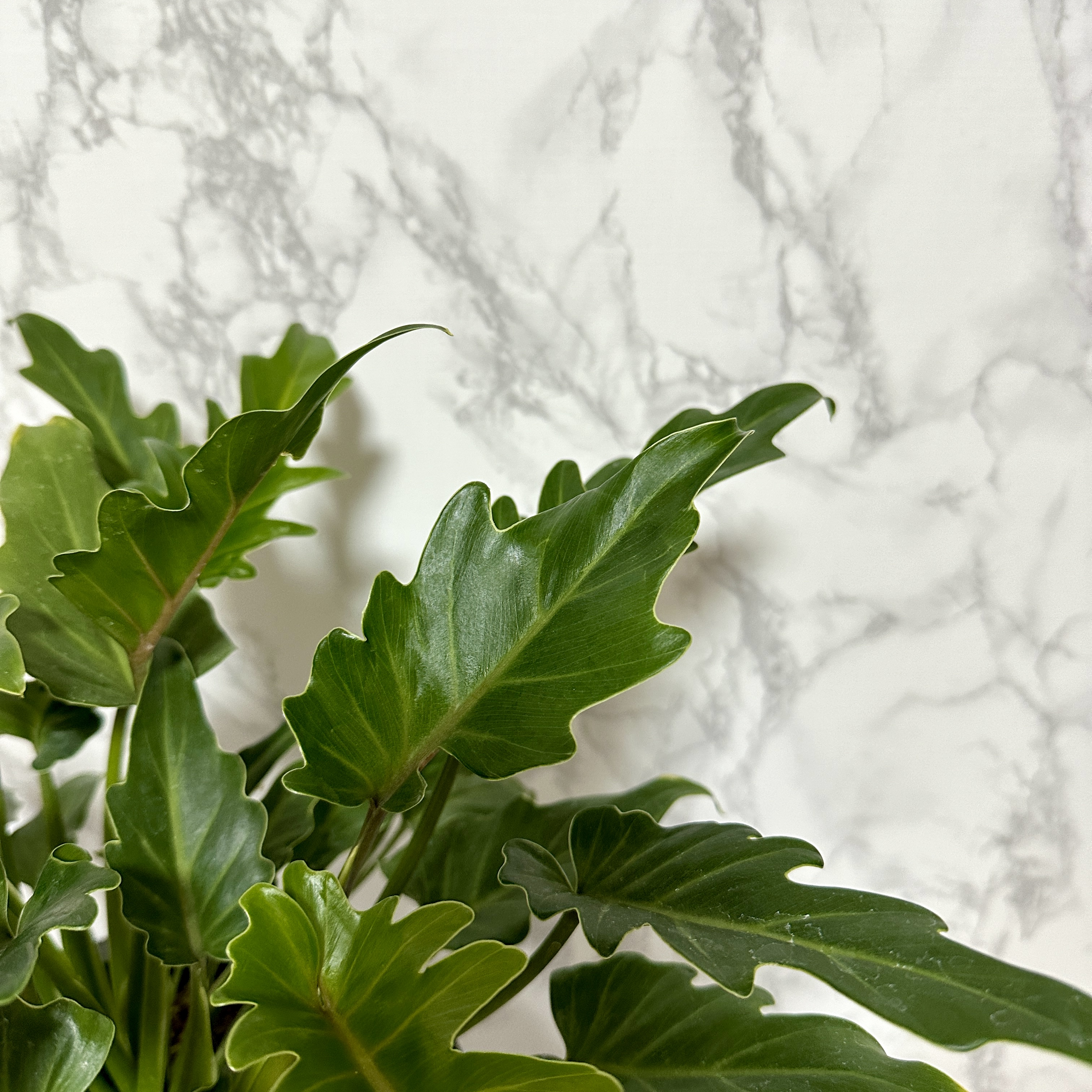 인테리어 식물 셀렘 키우기 공기정화식물