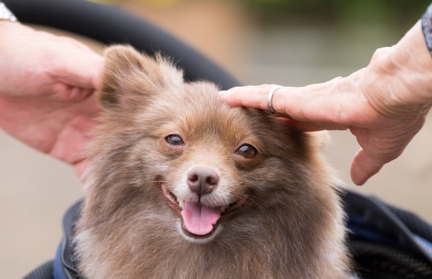 어루만지고 있는 포메라니안들.