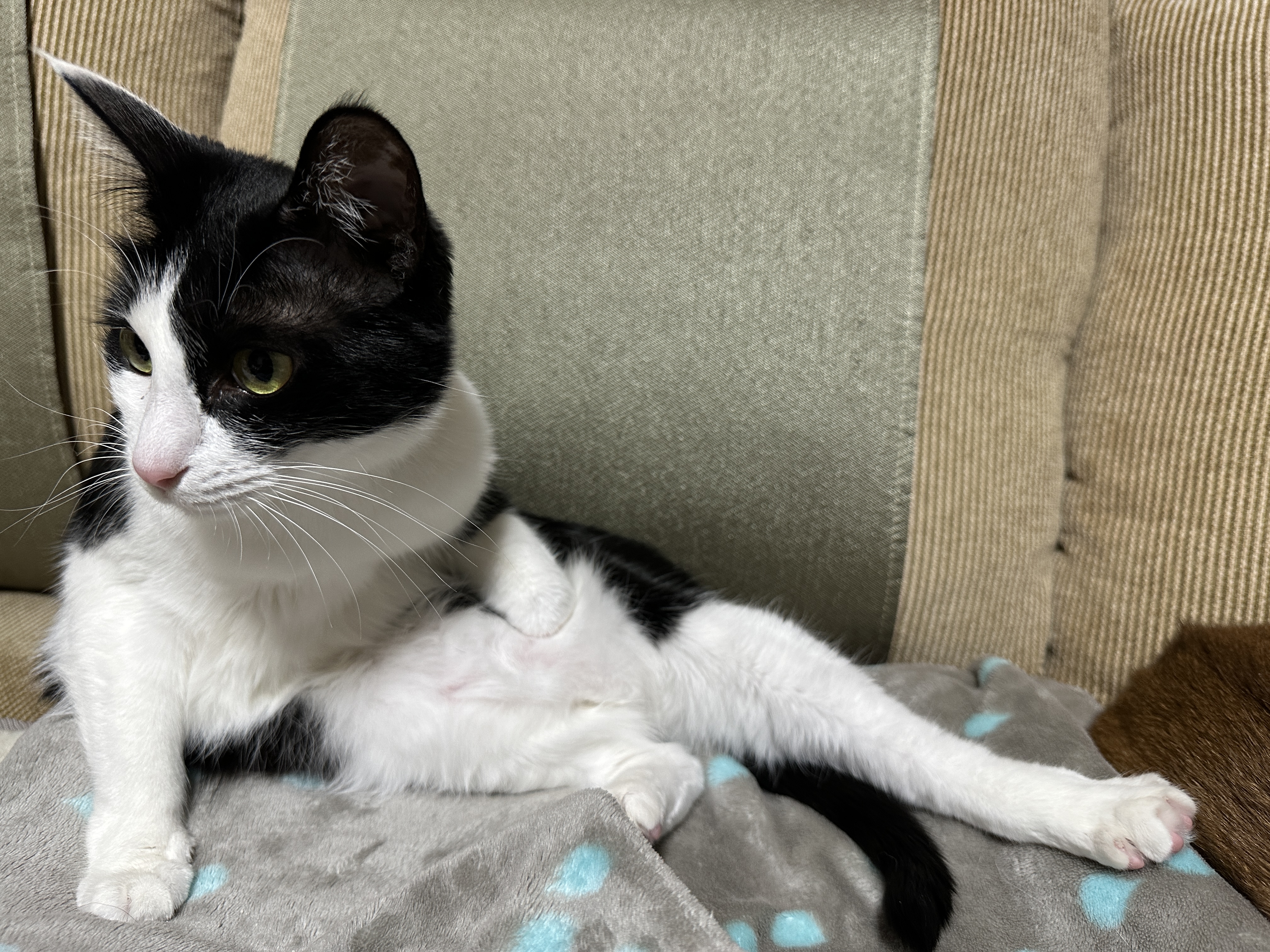 그루밍하다가 고장난 두리 ㅋ(feat. 접힌 앞발 킬포)