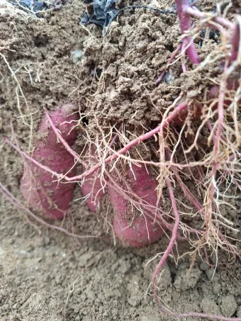고구마캐는시기 딱 3가지 신호만 보세요 보관법까지 총정리로_18