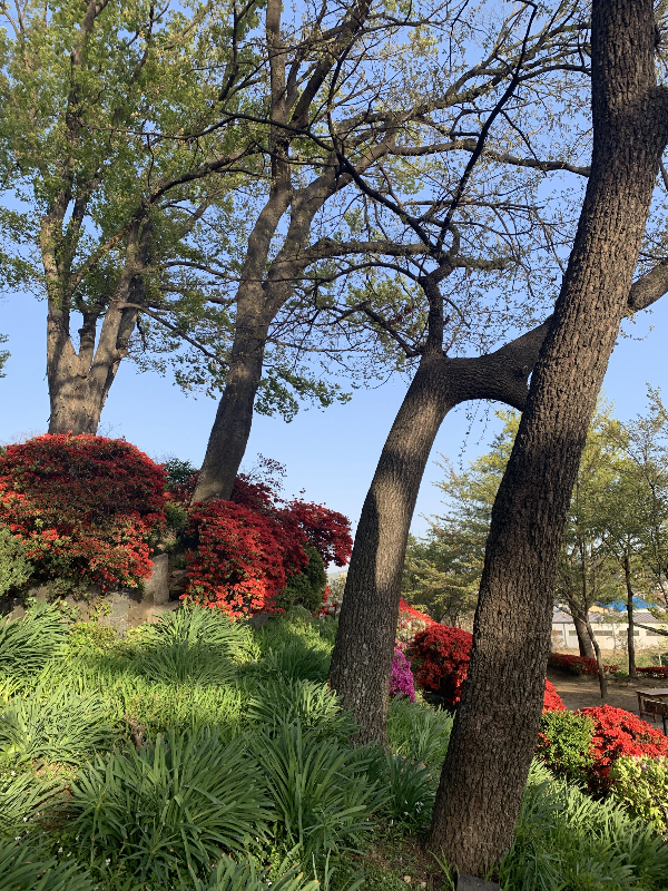 아산 공세리 성당 산책길 2