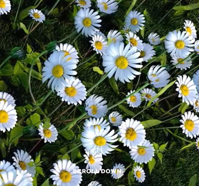 상떼-아줄렌-수더-토너-홈페이지