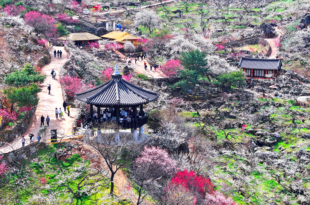 광양 매화축제