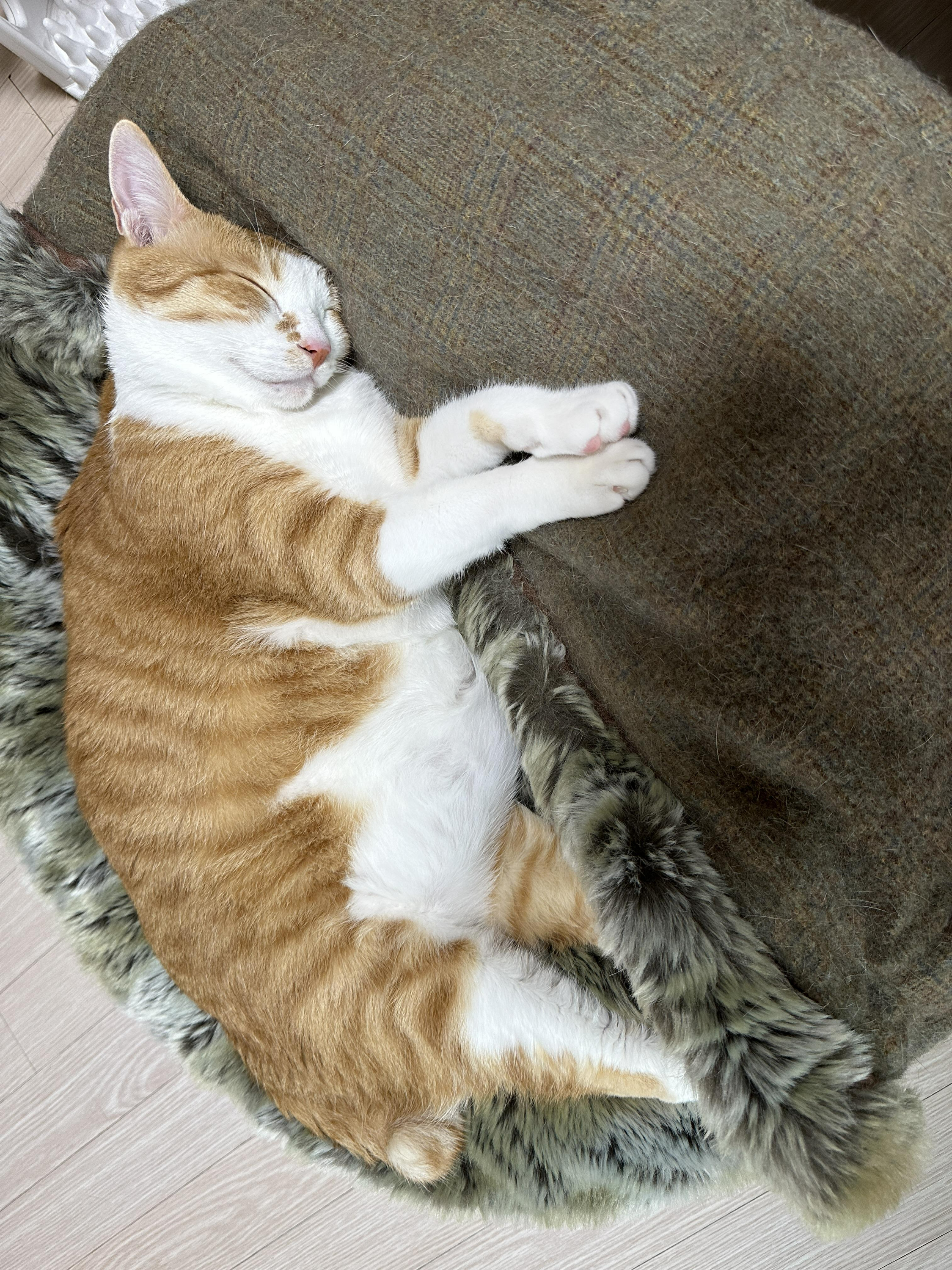 호야와 다다 커플의 터래기방석 사랑 (feat. 다다의 꾹꾹이!)