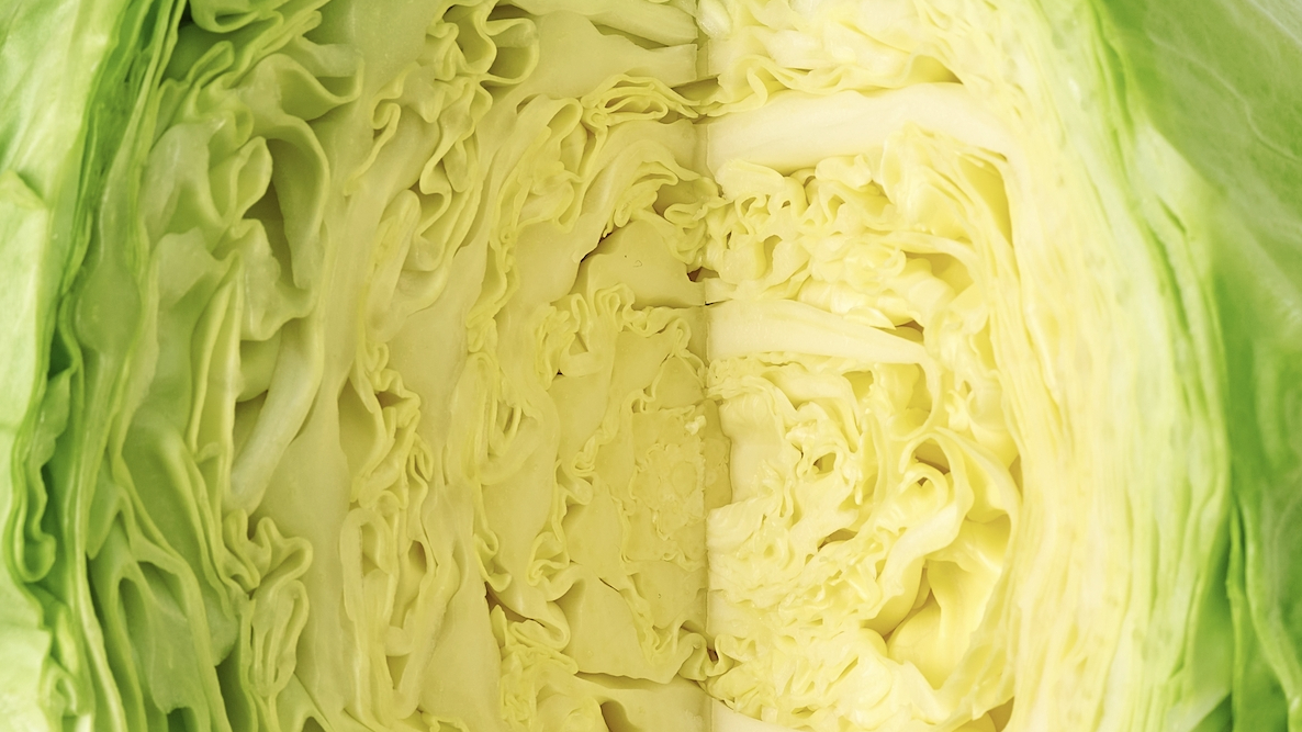 양배추의 영양 성분