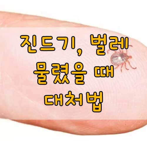 진드기 물린 후 증상&#44; 진드기 물렸을 때&#44; 벌레 물렸을 때 증상과 대처법
