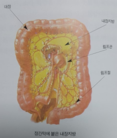 내장지방