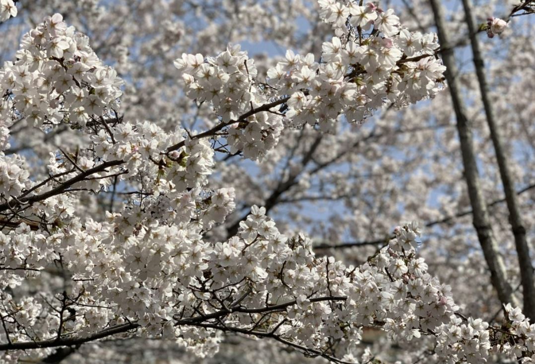 벚꽃-벚꽃 명소-벚꽃길-벚꽃 축제-2023 벚꽃 명소-2023 벚꽃 축제-전국 벚꽃 개화 시기