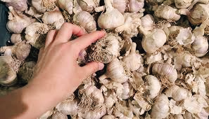 산불피해 마늘 가격 상승