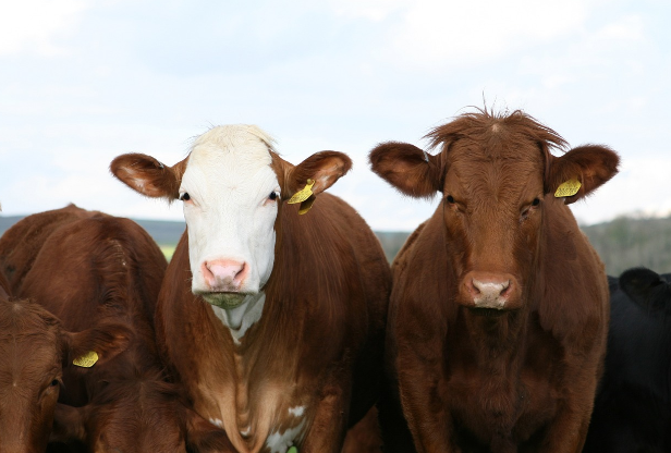 2024년 갑진년 소띠 운세