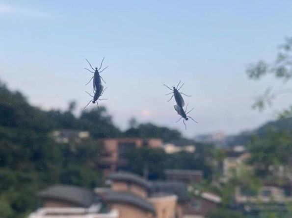 러브버그 퇴치법