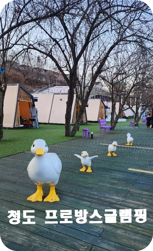 나무로 된 바닥위의 오리떼