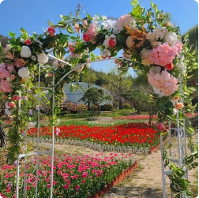 하늘빛수목원 튤립축제 이미지7