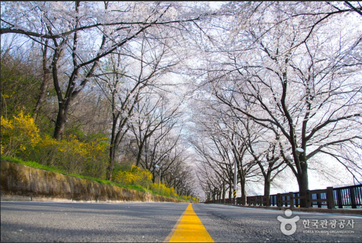 섬진강길-벚꽃-드라이브
