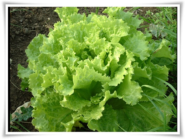 텃밭 &quot;상추 키우기&quot; 초보자도 쉽게 키우는 신선한 쌈 채소 재배의 모든 것!