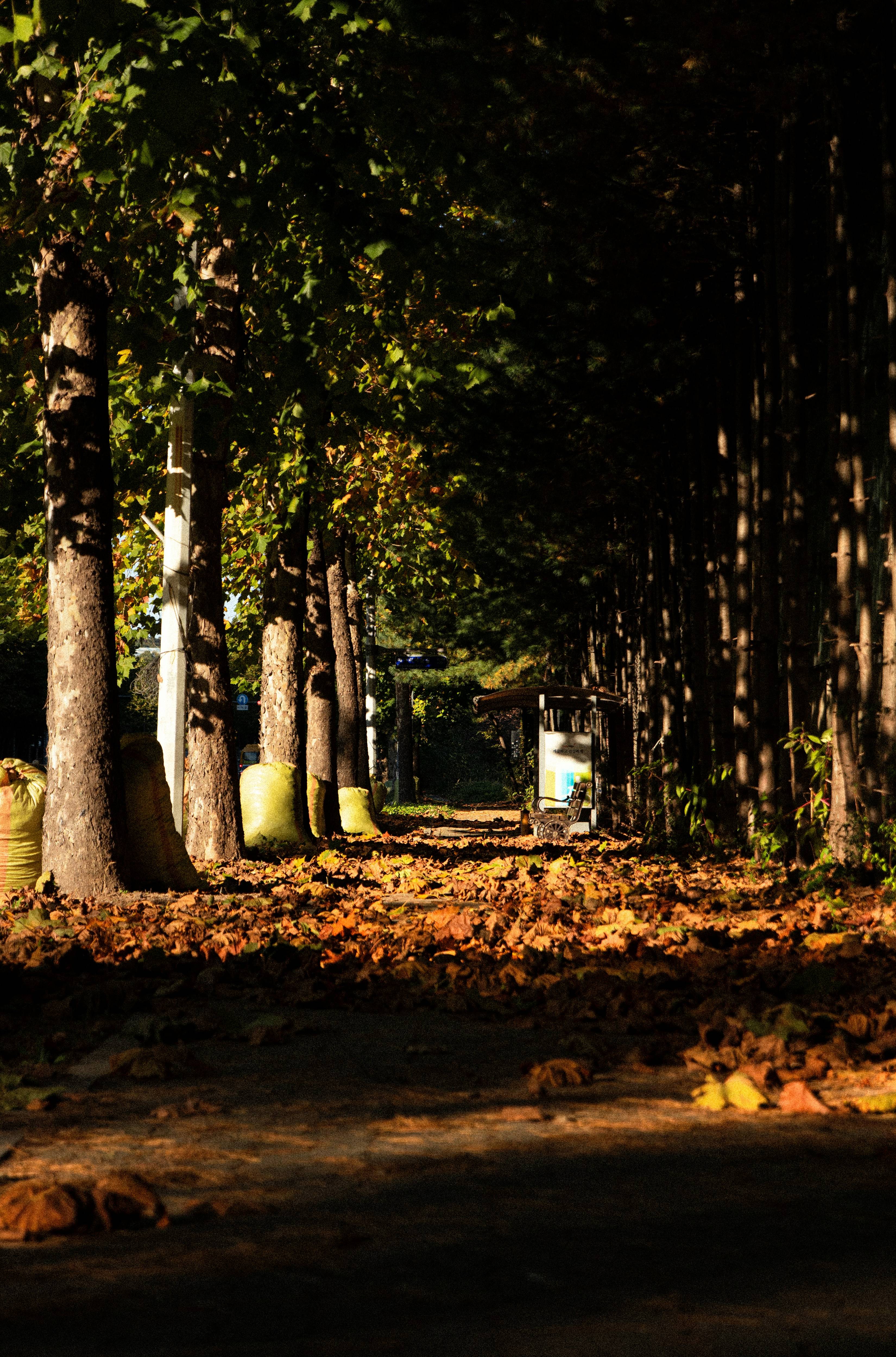 화담숲 단풍시기부터 주차·숙소·맛집까지|가을여행 필수정보 총정리!