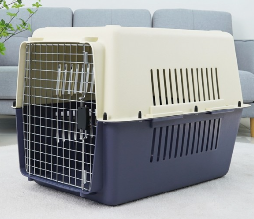 반려견 목줄 & 입마개 규정과 과태료 알아보기