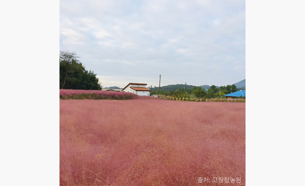 2025 고창 핑크뮬리 축제 🌸 기간·위치·교통·입장료