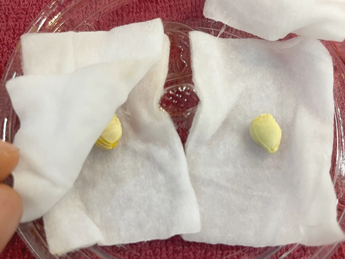 천혜향씨앗-발아시키기