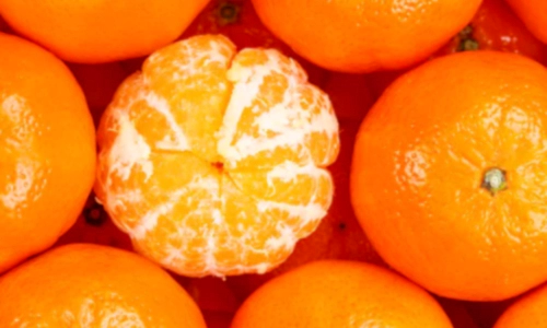 귤 감귤 밀감 차이