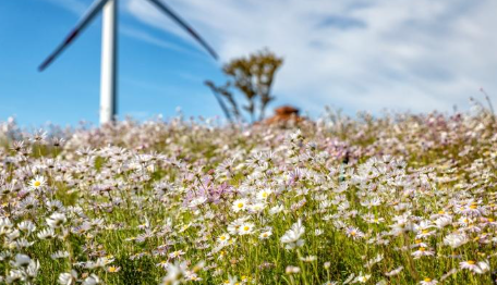 하늘과 맞닿은 곳에서, 아스타국화와 마주치다