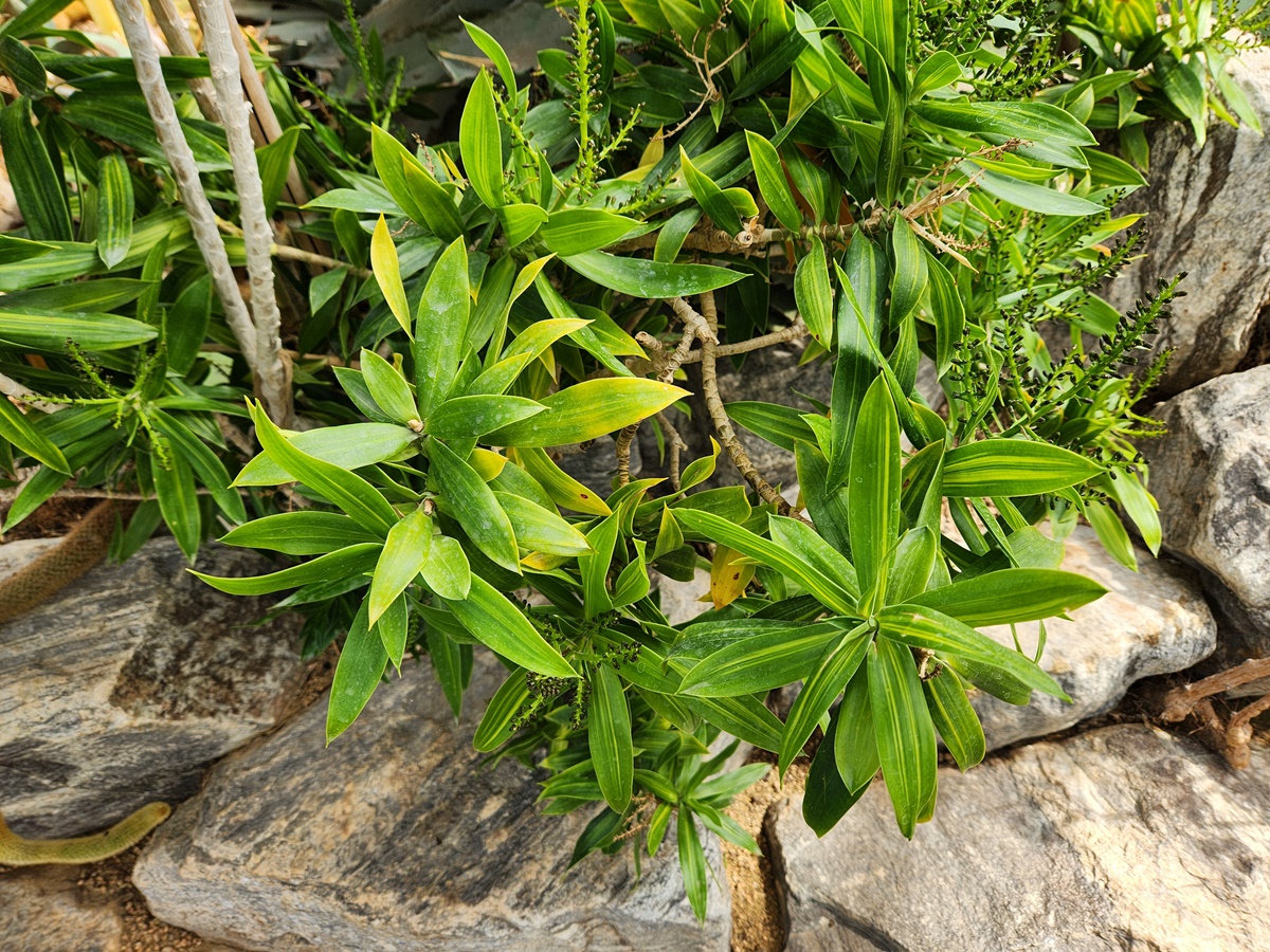 드라세나 송오브자마이카