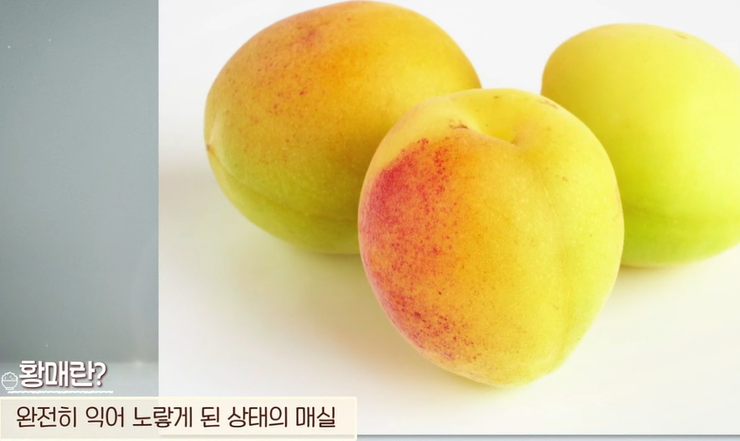 매실 종류