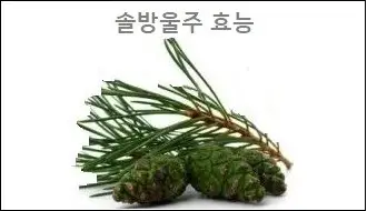 솔방울주 효능