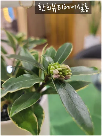 천리향 키우기와 향을 오래 유지하는 방법_17
