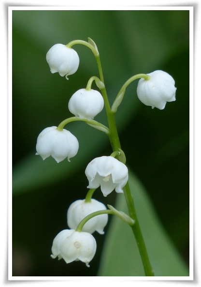 "은방울 꽃" 자연의 아름다움과 신비를 담은 작은 보석!
