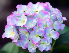 신안 도초도 수국축제