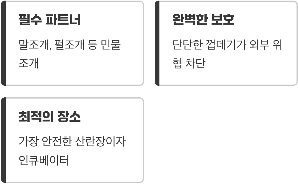 살아있는 요람, 민물조개