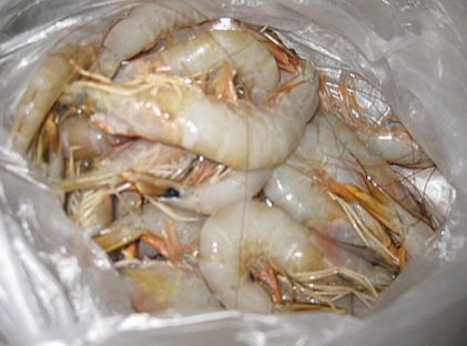 바나나새우를 설명하는 사진.