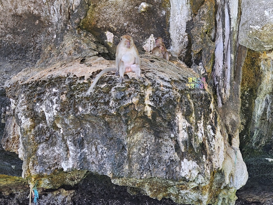 푸켓 스노클링, 피피섬 마야섬 몽키 비치 카이섬 투어 리뷰 코스 가격