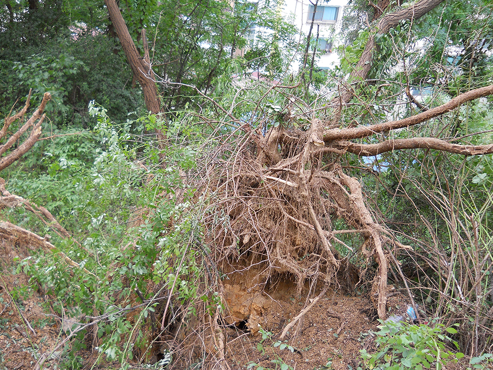 태풍이 지나간 홍제동 고은산(Goeunsan)