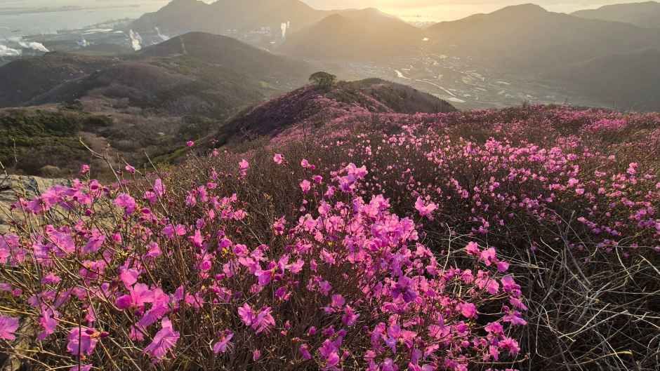 여수 영취산 진달래 축제