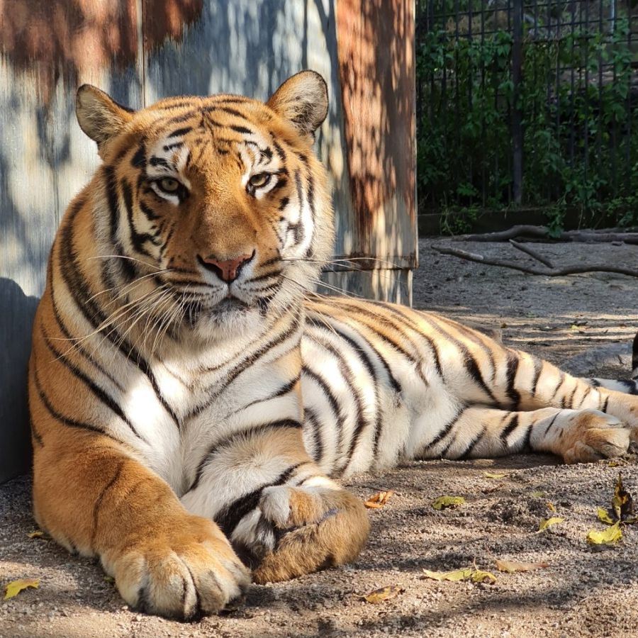 아침고요가족동물원