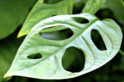 해외에서 인기 있는 희귀 실내식물