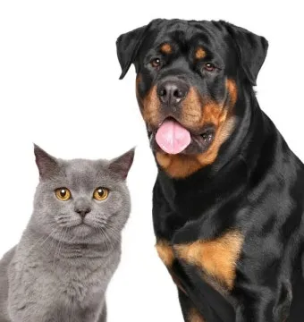 개 고양이 트라조돈 약물 사용 가이드와 주의사항 정리_2