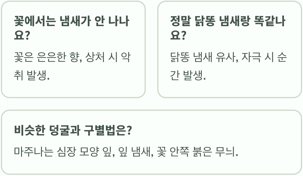 계요등, 정말 닭똥 냄새(계분냄)가 날까? (이름의 비밀)