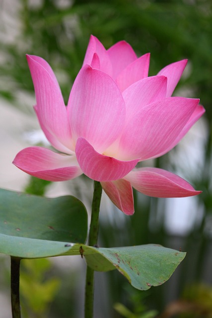 세미원 연꽃문화제 개화시기