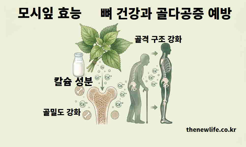 모시잎 효능 뼈 건강 골다공증 예방